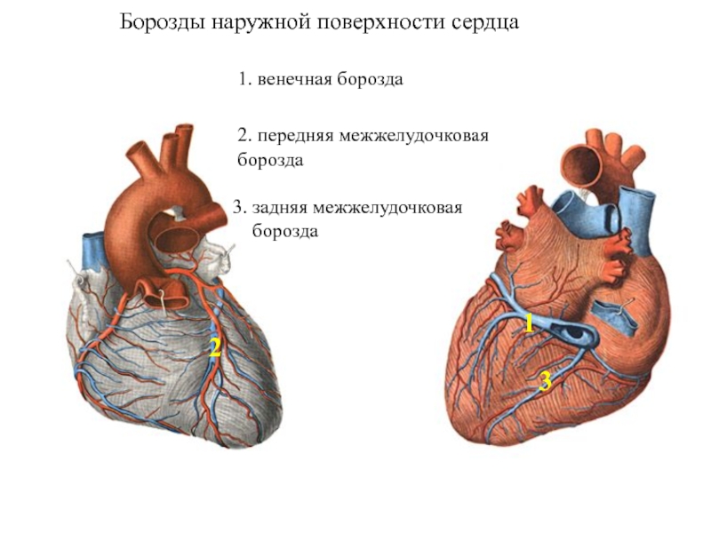 4 Вены Сердца