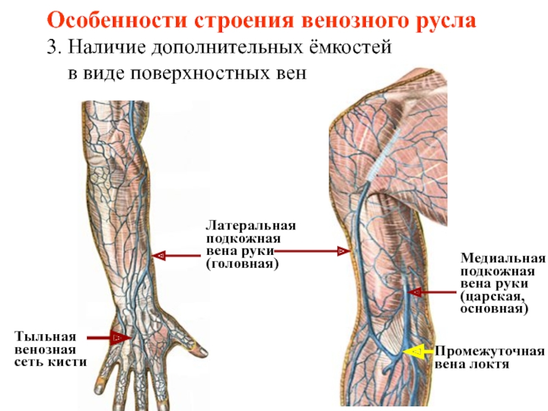 Вены Хабаровск