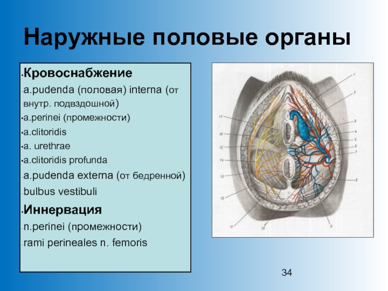 Возбужденные промежности распутниц взывают об утехах