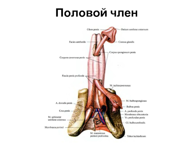Анатомия полового члена фото