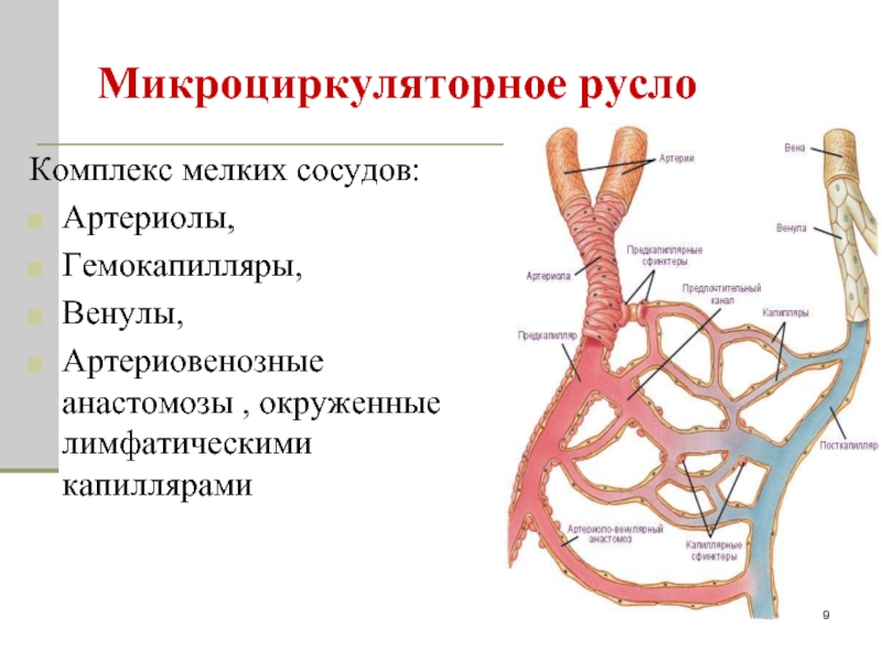 Вены Емкостные Сосуды