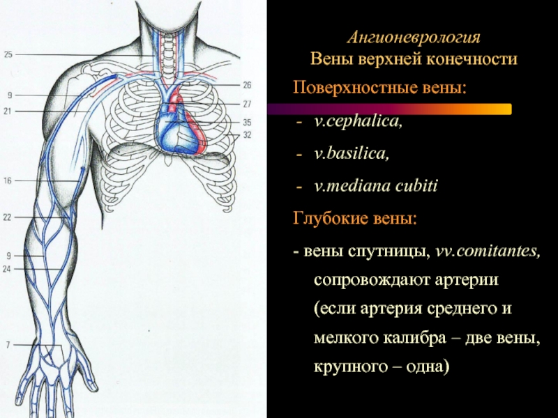 Вены Цефалика