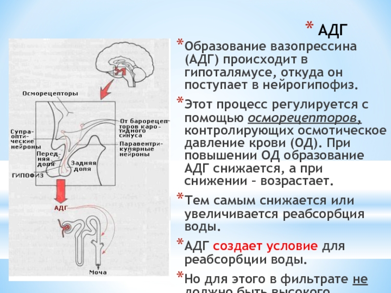 Адг Бай Магазин