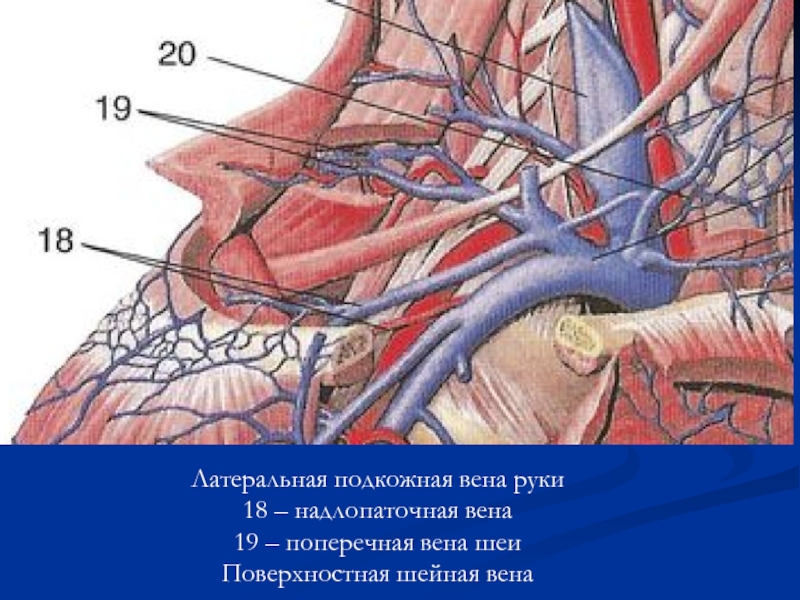 Вены Шеи Анатомия