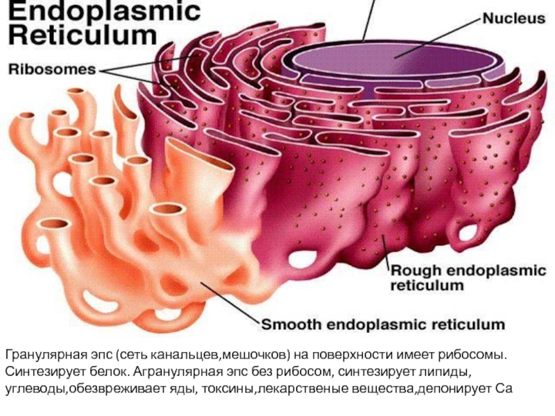 Dolphin sperm endoplasmic membrane systeme