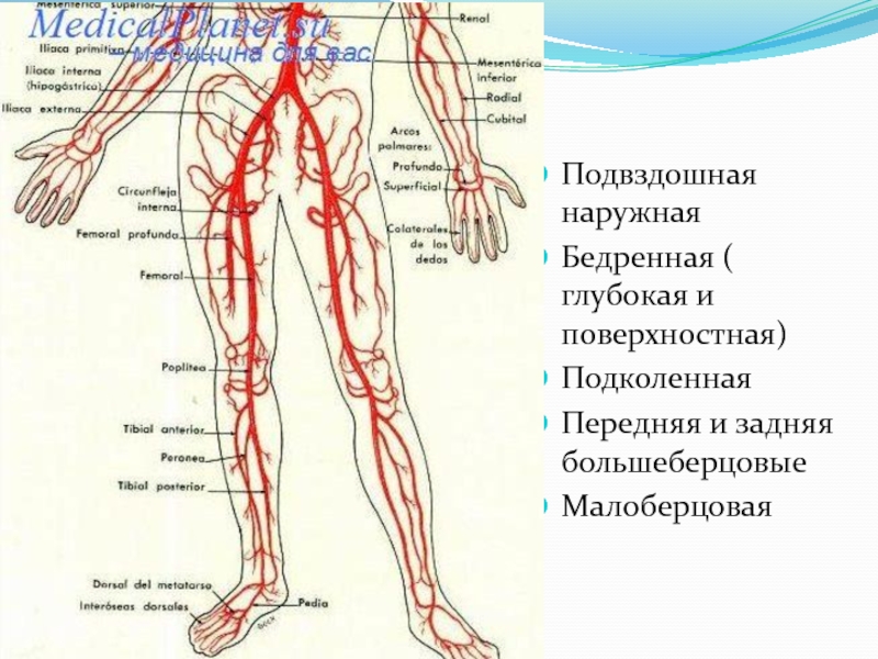 Вены На Ногах Артерии