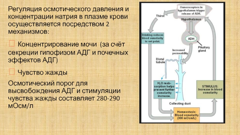 Адг Бай Магазин