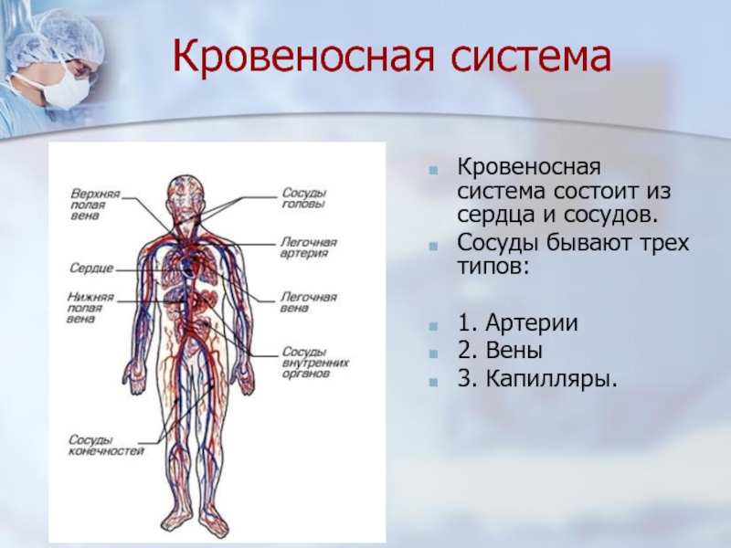 Вены Артерии