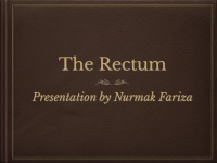 The Rectum Introduction