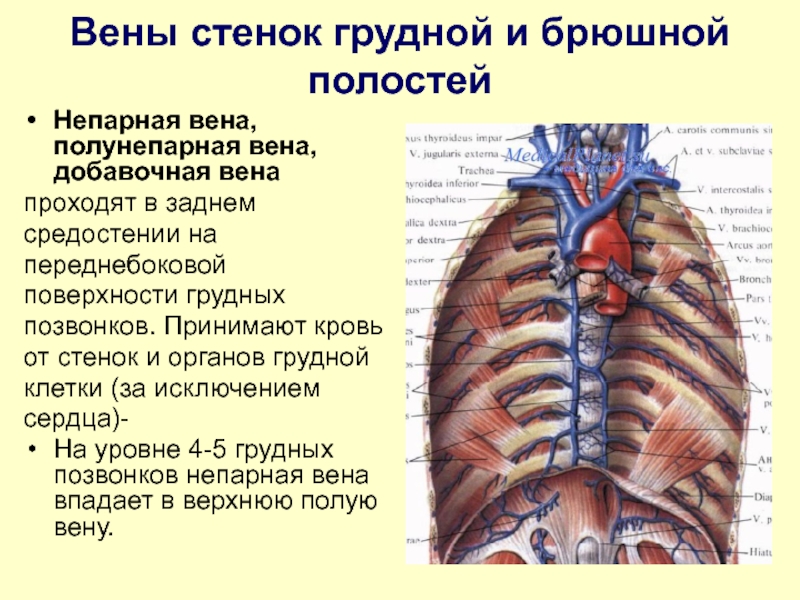 Вены Заднего Средостения