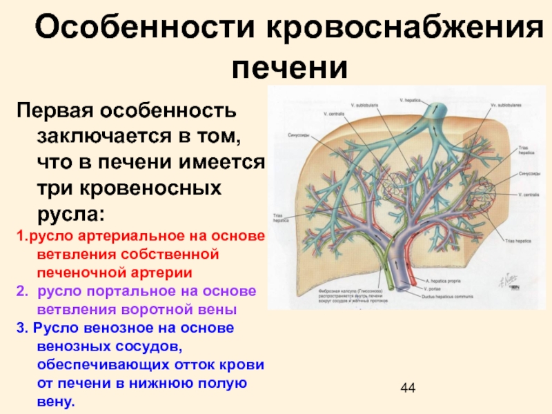 2 Вены В Пуповине