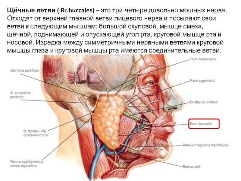 Вены Щечной Области