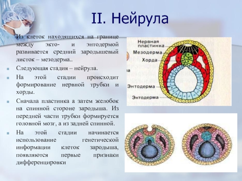 Нейрула описание и рисунок