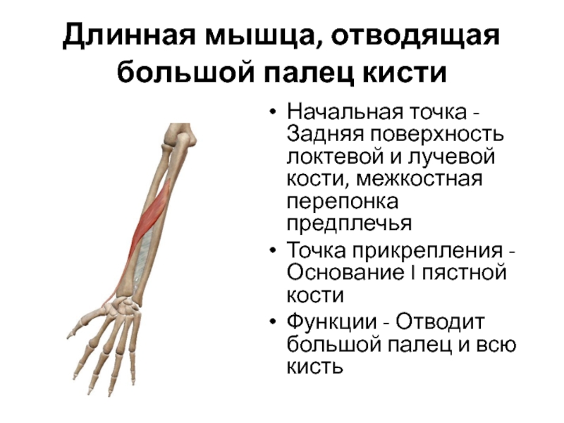 Межкостные мышцы