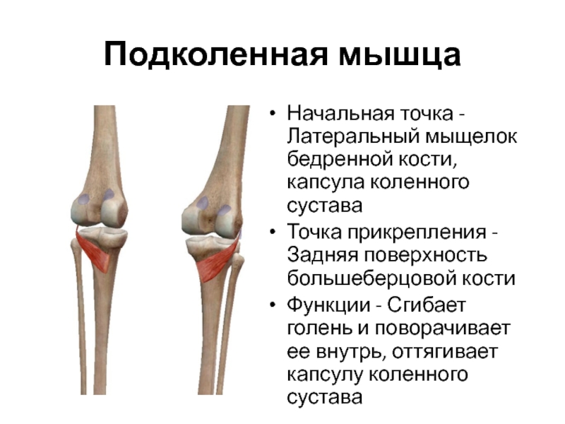 Мыщелок большеберцовой кости