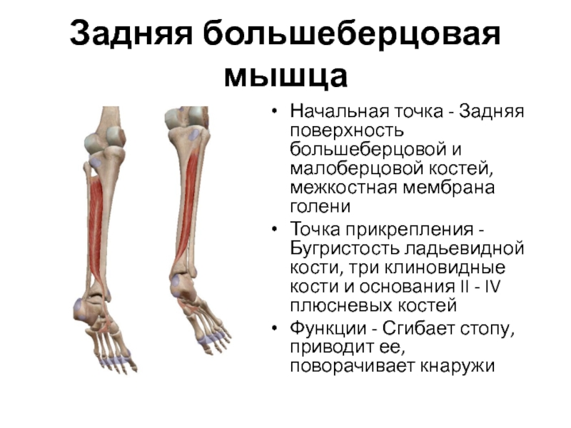 Костями голени являются. Прикрепление сухожилия задней большеберцовой мышцы. Анатомия передней большеберцовой мышцы. Кости голени малоберцовая и.