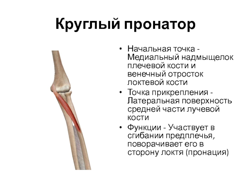 Медиальный надмыщелок плечевой кости