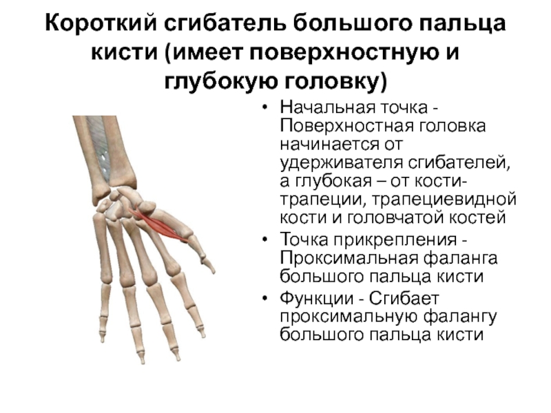 Пластика сгибателя пальца