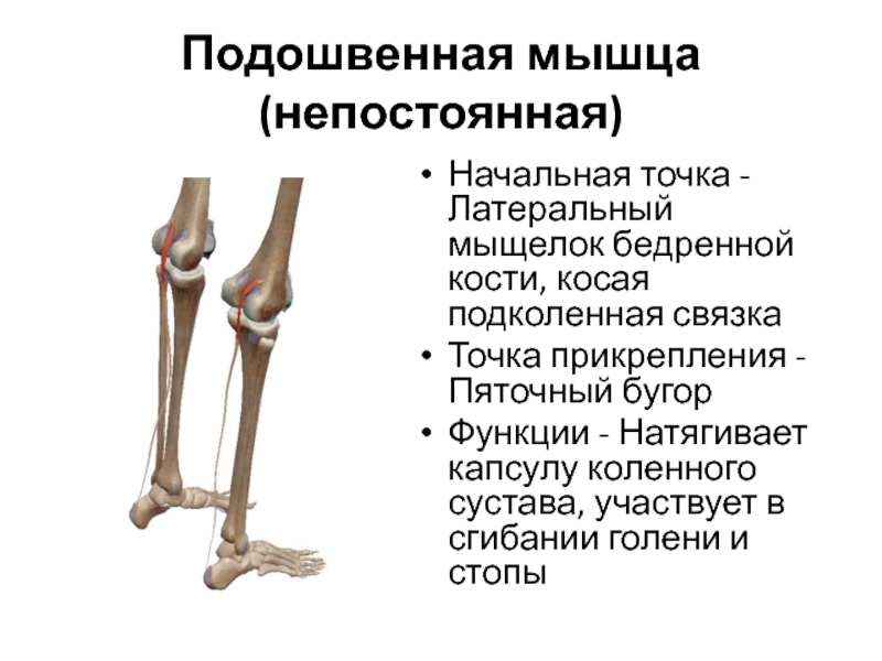 Мыщелок это кость. Медиальный мыщелок бедренной кости. Медиальный и латеральный мыщелки большеберцовой кости. Латеральный мыщелок бедренной. Латеральный мыщелок бедренной кости.