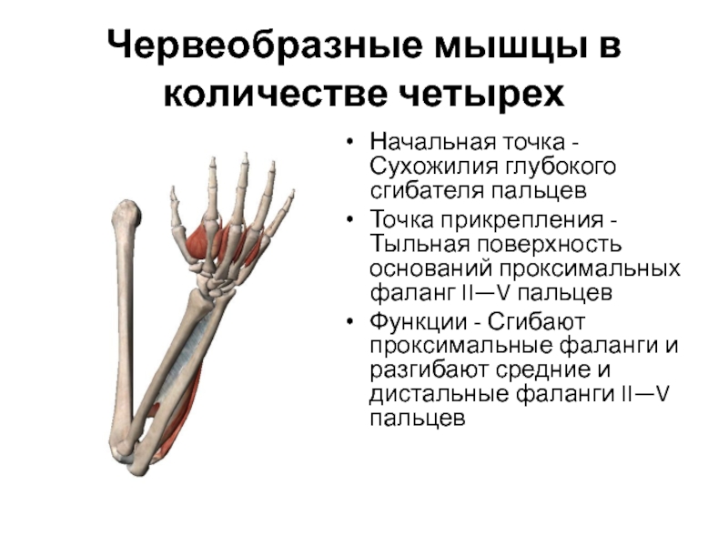 Сгибатели кисти. Червеобразные мышцы кисти функция. Иннервация червеобразных мышц кисти. Червеобразные мышцы кисти прикрепление. 3 4 Червеобразные мышцы кисти иннервирует.