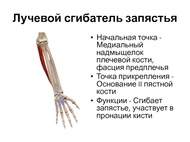 Медиальный надмыщелок плечевой кости. Сгибатель 1 пальца кисти. Сгибатели кисти и пальцев мышца функции. Статическая выносливость мышц сгибателей кисти.