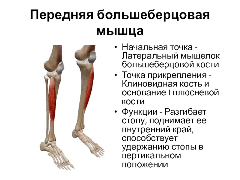 Мыщелок ноги. Анатомия передней большеберцовой мышцы. Надмыщелок большеберцовой кости. Сухожилие передней большеберцовой мышцы. Сухожилие задней большеберцовой мышцы анатомия.