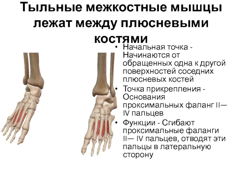 Фаланги пальца тип соединения. Тыльные межкостные мышцы кисти. 1 Плюсневая кость проксимальная фаланга. Проксимальная фаланга большого пальца стопы. Кости фаланг пальцев стопы.