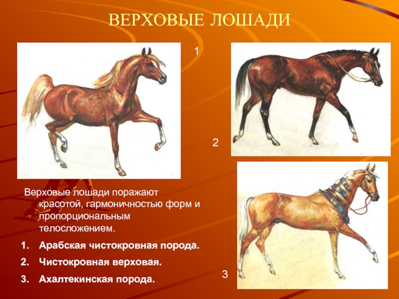 Верховой тип. Верховые лошади. Лошадь верхового типа. Селекция лошадей. Типы Конституции лошадей.