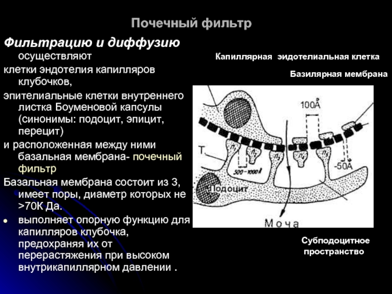 Базальная мембрана клубочка