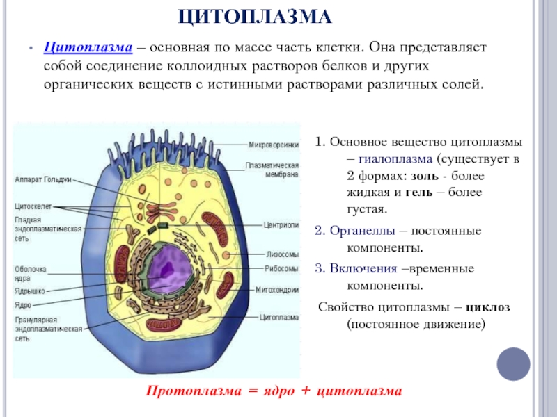 Строение ядра эукариотической клетки презентация 10 класс