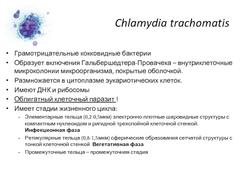 Chlamydia trachomatis igg