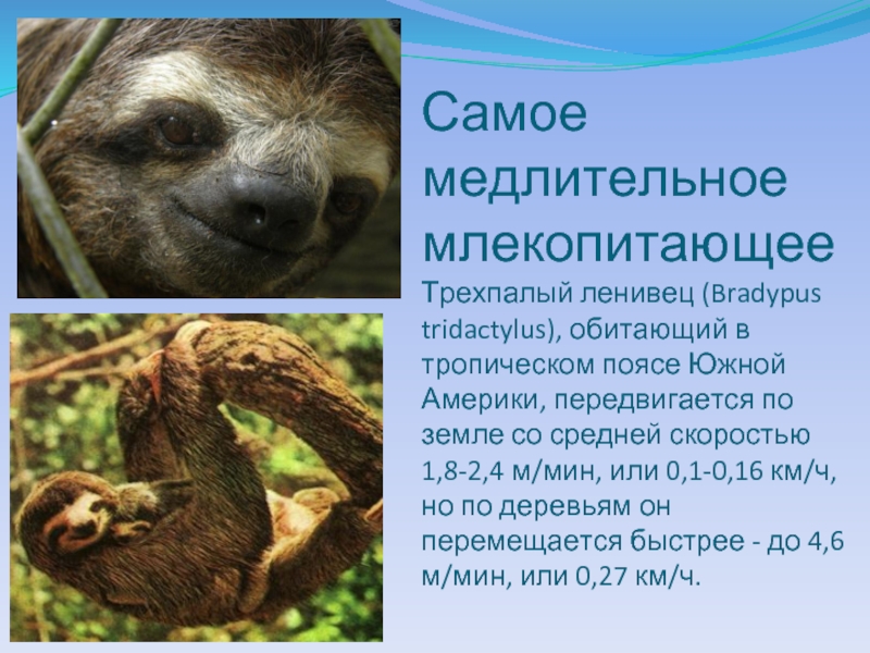 Где обитает ленивец на каком материке. Ленивец презентация. Ленивец интересные факты. Ленивец Южной Америки. Ленивец доклад.