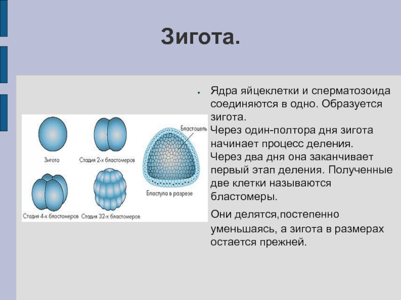 Эмбриональный период картинки