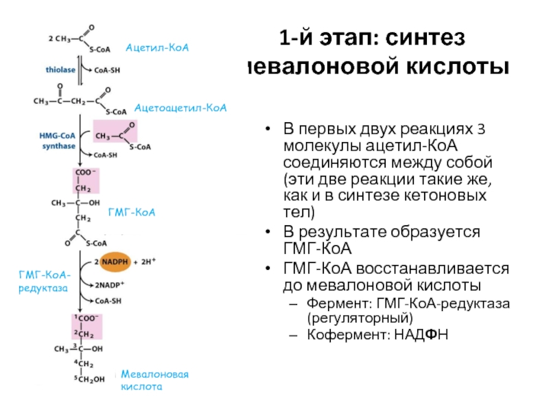 Белки синтезируются в результате реакции. 1 Этап Синтез мевалоновой кислоты. АЦЕТОАЦЕТИЛКОА-ацетил КОА-ацетилхолин. Ацетил КОА Синтез кетоновых тел. Синтез кетоновых тел биохимия.