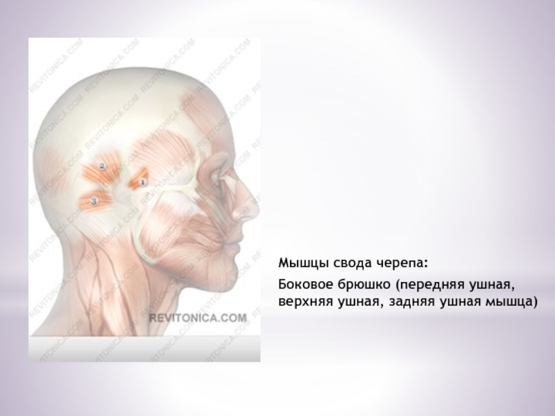 Мышцы свода черепа: Боковое брюшко (передняя ушная, верхняя ушная, задняя ушная мышца)