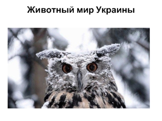 Животный мир Украины