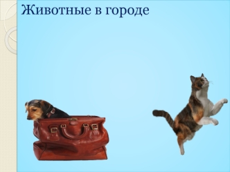 Животные в городе