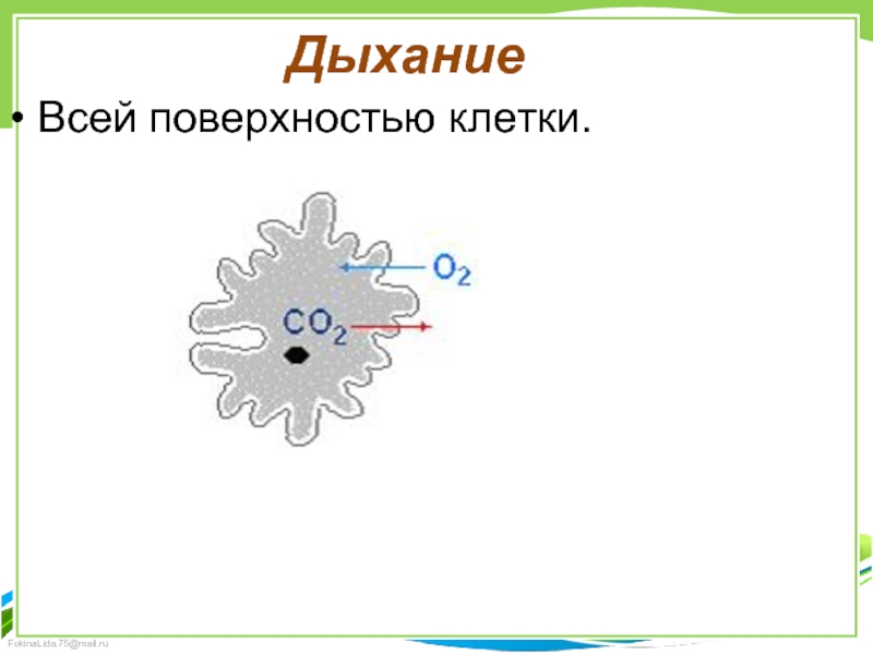 Поверхностные клетки. Описание дыхания через всю поверхность клетки.