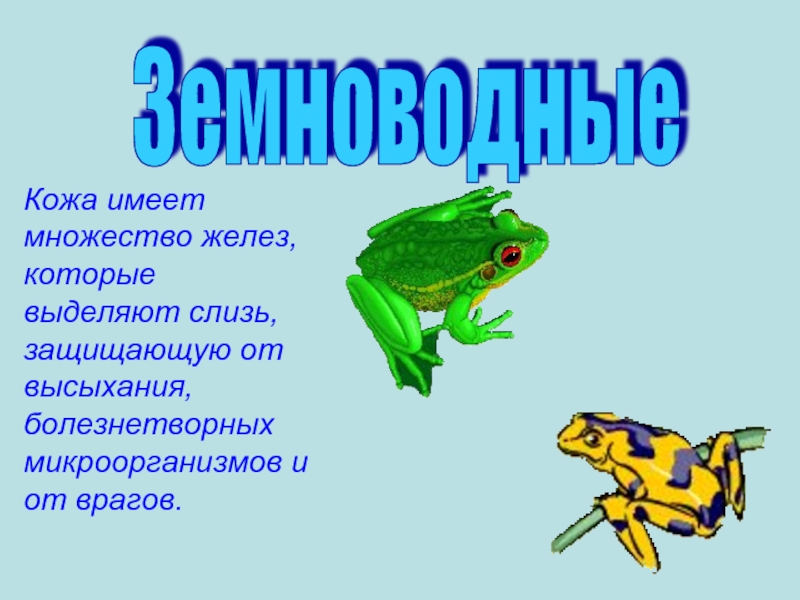 Кожа земноводных выполняет функцию