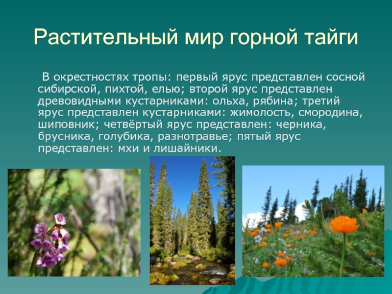 Растительный покров тайги отличается малым видовым разнообразием. Тайга европейской части России растительность. Тайга растительность мир. Растения Российской тайги. Растительныймирт тпйги.