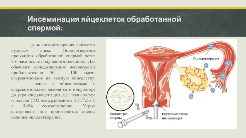 Инсеминация яйцеклеток обработанной спермой:   ·               день оплодотворения считается нулевым днем. Оплодотворение