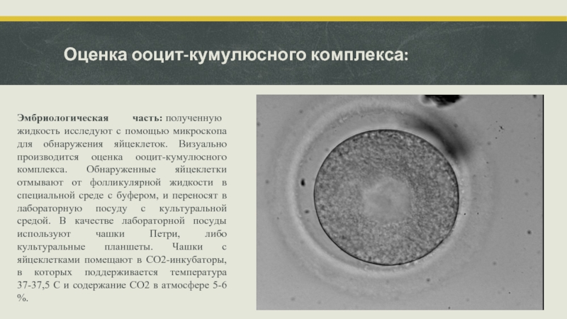 Оценка ооцит-кумулюсного комплекса:   Эмбриологическая часть: полученную жидкость исследуют с помощью микроскопа для