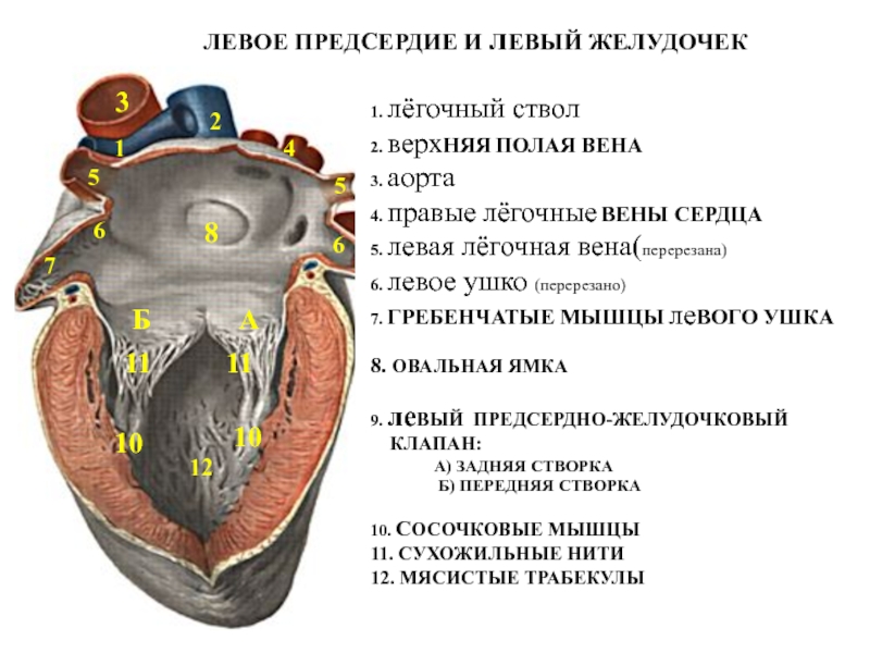 Сухожильные нити имеют клапаны