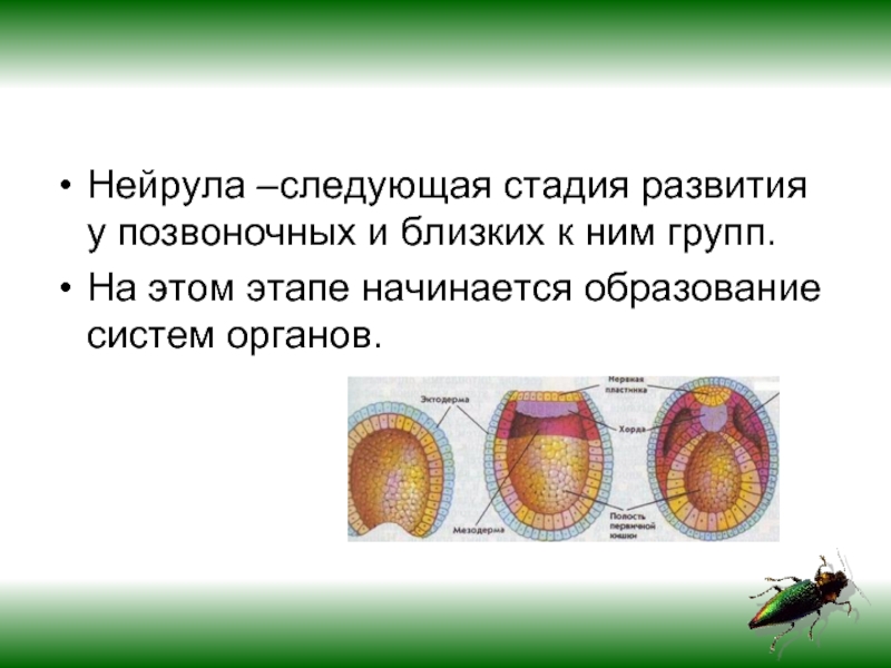 Нейрулы позвоночных животных. Нейрула строение. Нейрула стадия стадия. Строение нейрулы позвоночных животных.