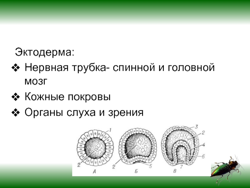 Эктодерма это. Эктодерма нервная трубка. Из зиготы развивается. Нервнея труюка эктодерм. Зигота нервная трубка.