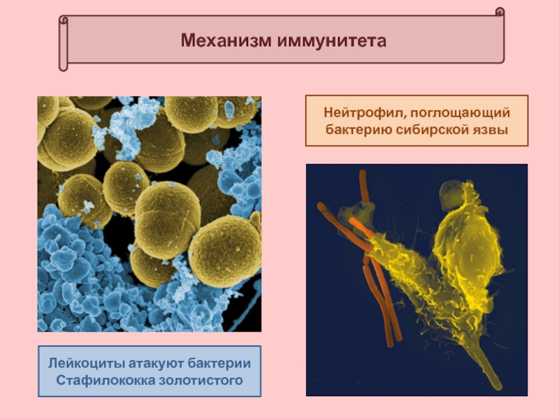 Механизм иммунитета