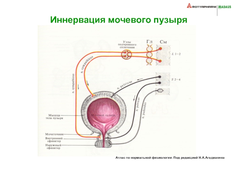 Рефлекторный мочевой пузырь. Иннервация мочевого пузыря неврология. Иннервация мочевого пузыря анатомия. Вегетативная система мочевой пузырь. Кровоснабжение мочевого пузыря.
