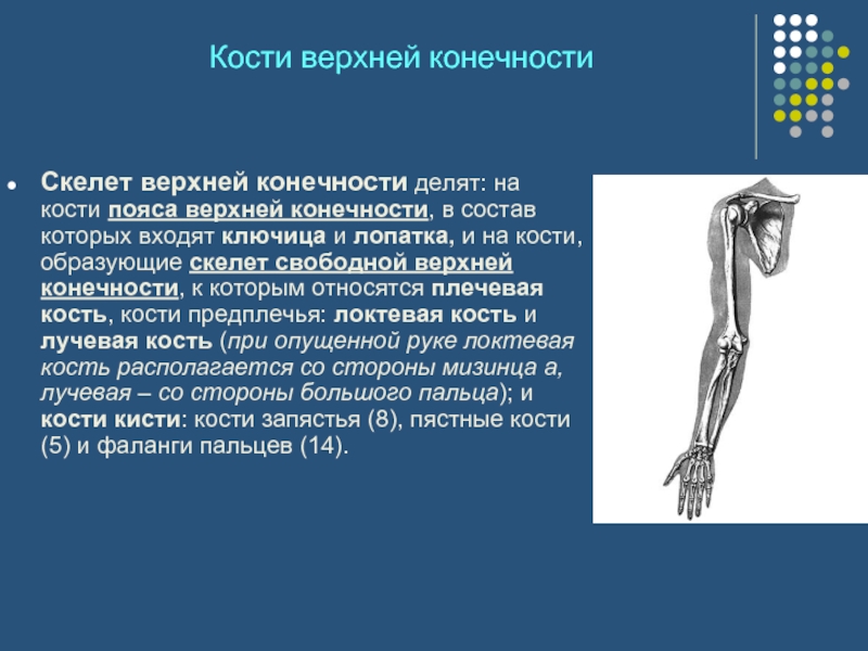 Роль костей. Скелет свободной верхней конечности функции. Строение и функции скелета верхних конечностей. Кости скелета свободной верхней конечности функции. Пояс верхней конечности кости и функции.