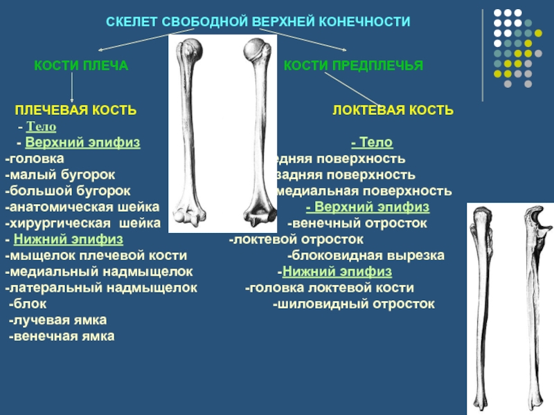 Плечевая кость скелет. Кости свободной верхней конечности: плечевая, кости предплечья. Локтевая кость верхний эпифиз. Скелет свободной верхней конечности плечевая кость. Скелет верхней конечности плечевая локтевая кость.