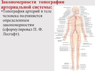 Топография артериальной системы